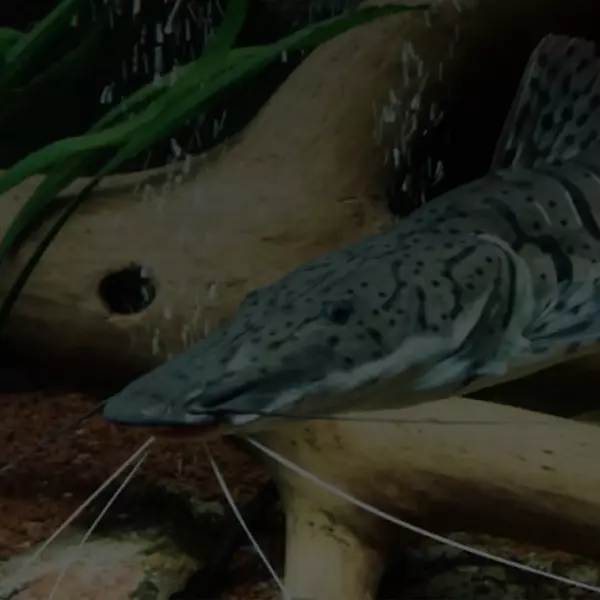 venta de pescado a domicilio en medellín